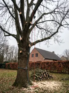 Kroonreductie van een grote boom in een tuin