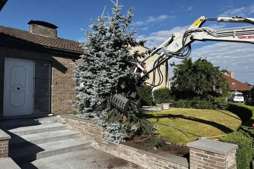 Rooien van een grote conifeer met de kraan