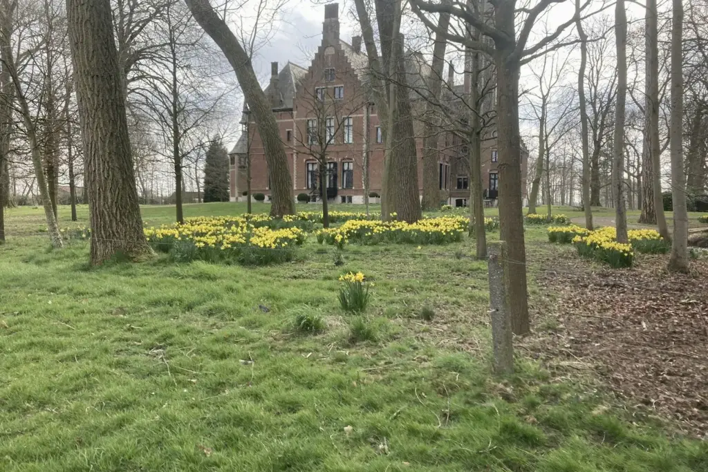 Parktuin met bloeiende narcissen onder de bomen